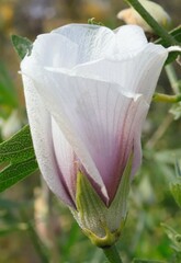 Malvaceae