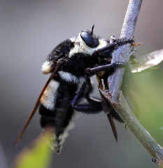 Mallophora bomboides