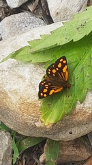 Metisella metis metis