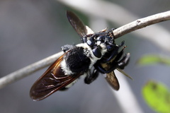 Mallophora bomboides