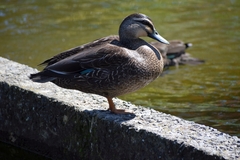Anas superciliosa × platyrhynchos