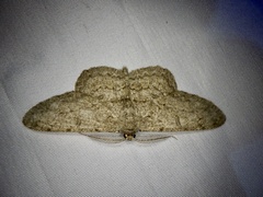 Hypomecis punctinalis conferenda