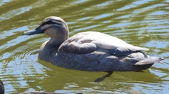 Anas superciliosa × platyrhynchos