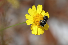 Megachile mendica