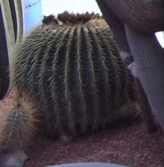 Kroenleinia grusonii