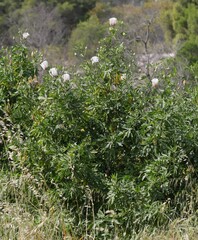 Malvaceae