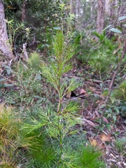 Caustis blakei
