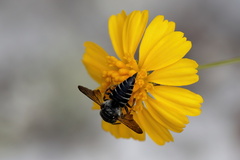 Coelioxys dolichos