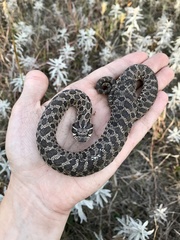 Heterodon nasicus