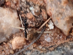 Leptogenys chinensis