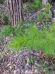 Caustis blakei