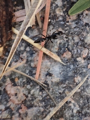 Leptogenys chinensis