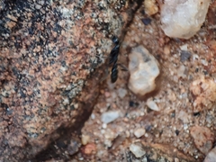 Leptogenys chinensis