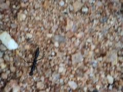 Leptogenys chinensis