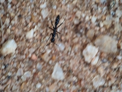 Leptogenys chinensis