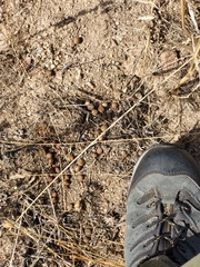 Oryctolagus cuniculus