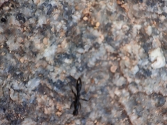 Leptogenys chinensis