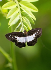 Gerosis sinica