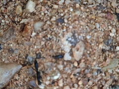 Leptogenys chinensis