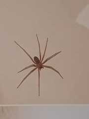 Loxosceles rufescens