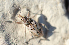 Coniocleonus excoriatus