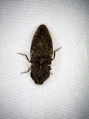 Agrypnus binodulus binodulus