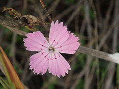 Dianthus campestris