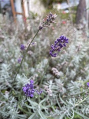 Lavandula