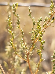 Artemisia campestris