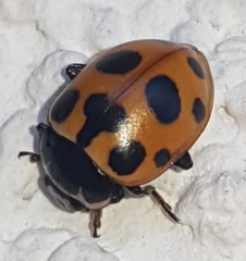 Ceratomegilla notata