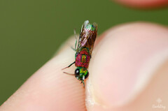 Chrysis pulcherrima