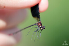Calopteryx haemorrhoidalis