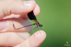 Calopteryx haemorrhoidalis