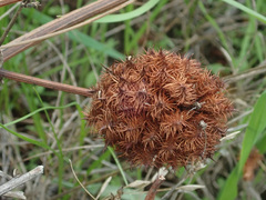 Glycyrrhiza echinata