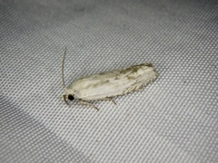 Eucosma metzneriana