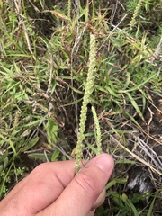 Plantago cunninghamii