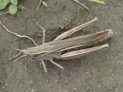 Chorthippus dichrous