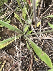 Plantago cunninghamii