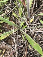 Plantago cunninghamii