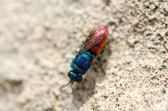 Chrysis cerastes
