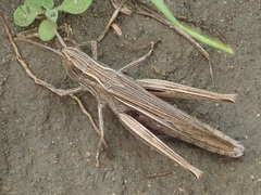 Chorthippus dichrous