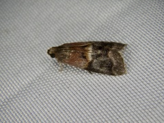 Acrobasis bellulella