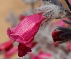 Dasymalla terminalis