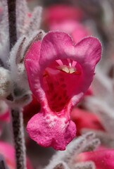 Dasymalla terminalis