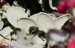 Dasymalla terminalis