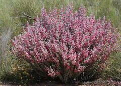 Dasymalla terminalis