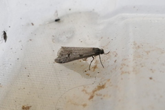 Exapate congelatella