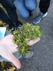 Brachythecium rutabulum