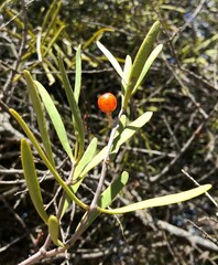 Loranthaceae
