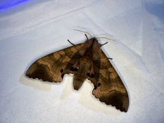 Marumba